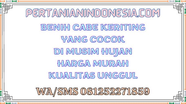 Benih Cabe Keriting Yang Cocok Di Musim Hujan Harga Murah Kualitas Unggul